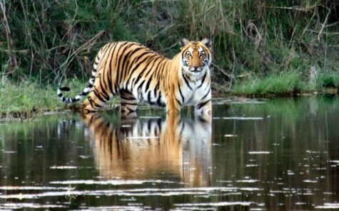Tiger Population Skyrockets in Nepal, Overshooting Goal