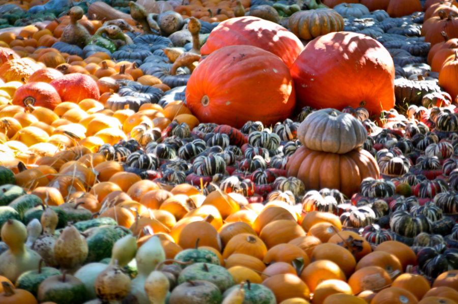 November Editors Note: Welcome to Decorative Gourd Season