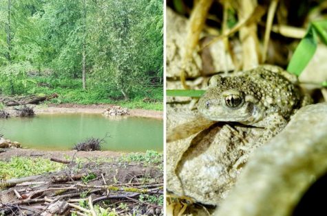 Endangered Frog Populations Rebound After Ponds Built in Switzerland