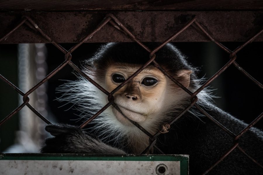 Neuralink is under scrutiny for its mistreatment of animals during testing, especially monkeys, which more closely resemble the human brain