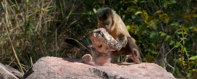 Monkeys Accidentially Make Stone Tools Resembling Artifacts