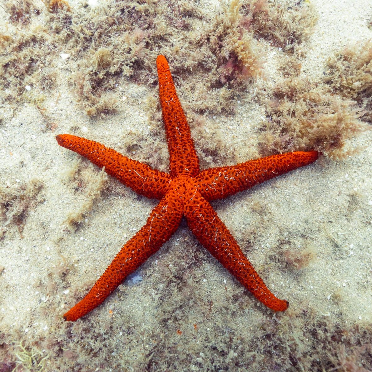 Scientists Discover New Information About Starfish