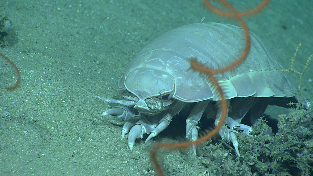The Wonderous Deep Sea Giant Isopod