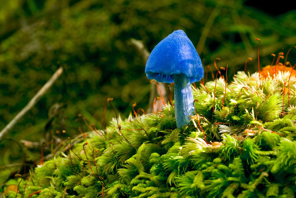 "Blue mushroom 3 (Entoloma hochstetteri)" by little.tomato is licensed under CC BY 2.0.