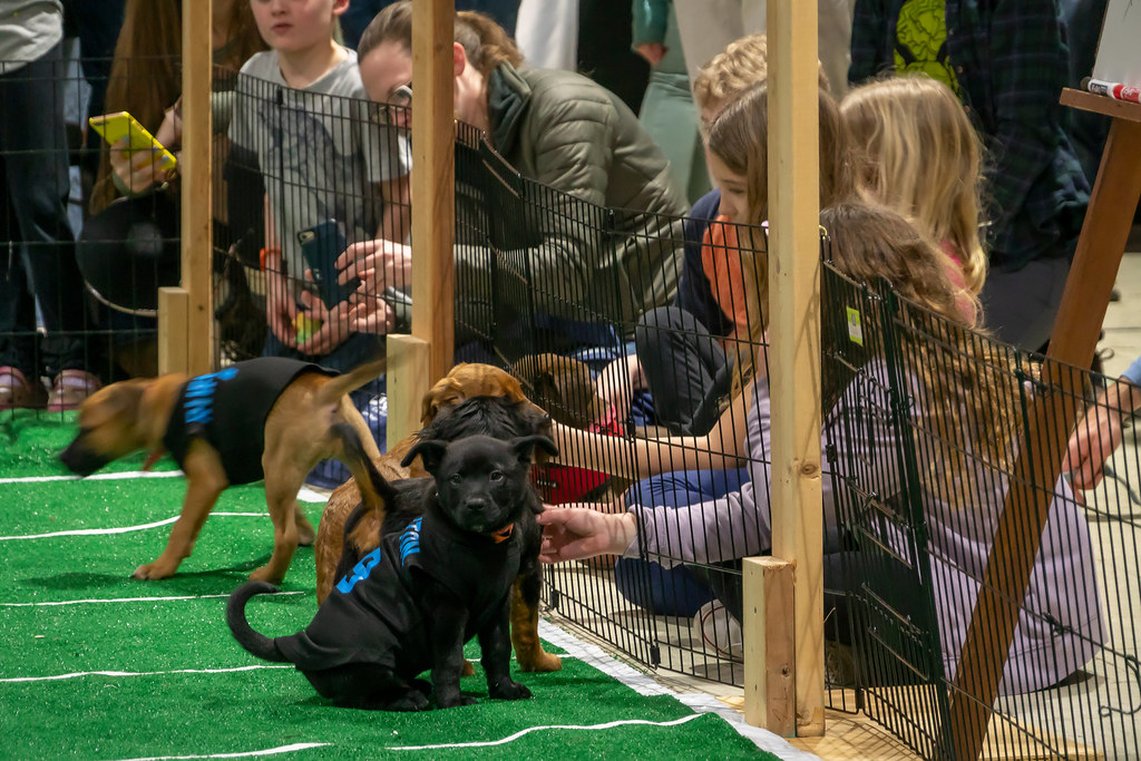 What to Expect from This Year’s Puppy Bowl