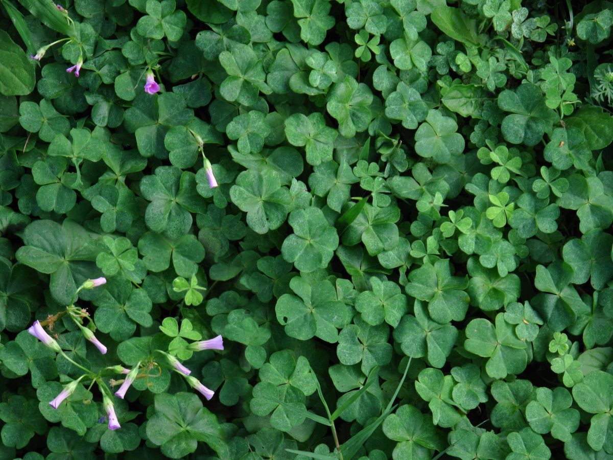 Clovers