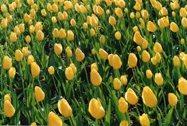 April Editor's Note