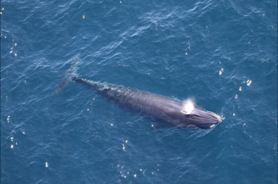 "God Squad" Exempts Gulf of Mexico from ESA Regulations